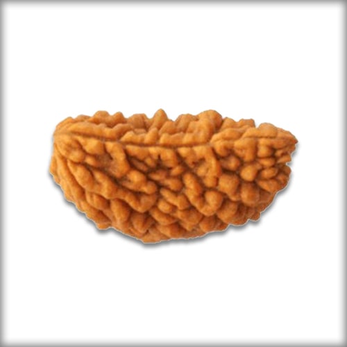 1 Mukhi Rudraksha