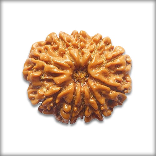 10 Mukhi Rudraksha