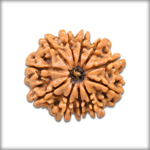 11 Mukhi Rudraksha