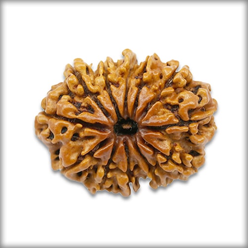 12 Mukhi Rudraksha