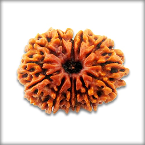 13 Mukhi Rudraksha