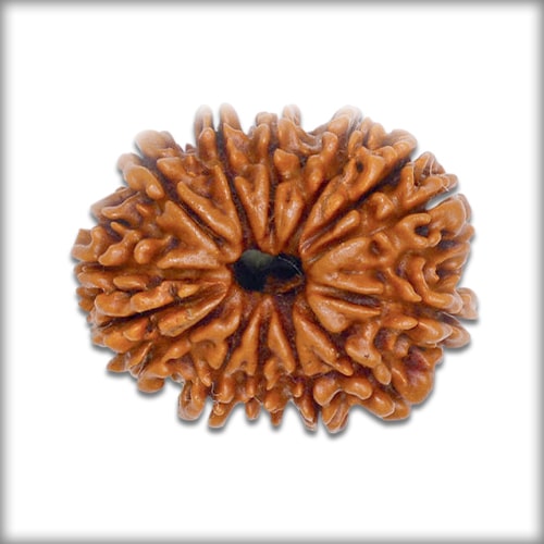 14 Mukhi Rudraksha