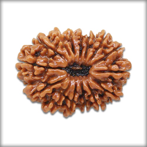 15 Mukhi Rudraksha