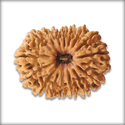 16 Mukhi Rudraksha