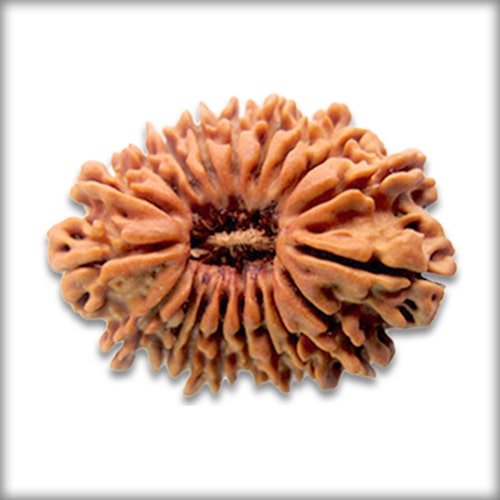 17 Mukhi Rudraksha