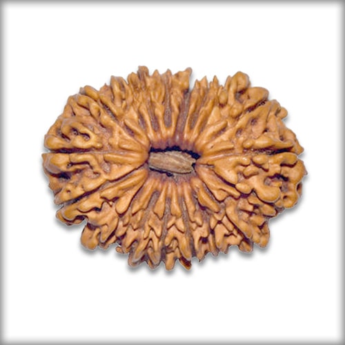 18 Mukhi Rudraksha