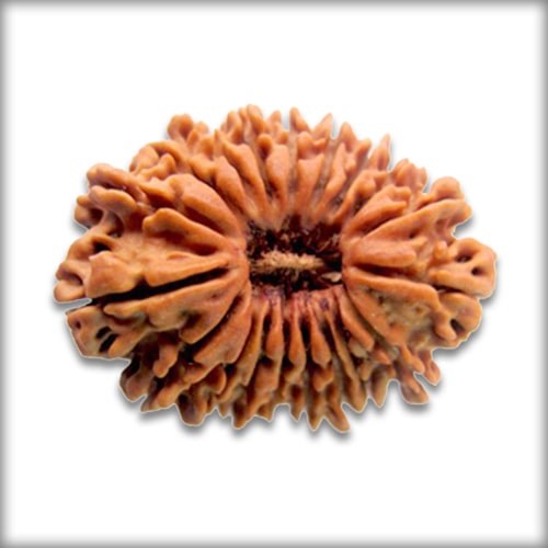 19 Mukhi Rudraksha