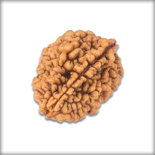 2 Mukhi Rudraksha