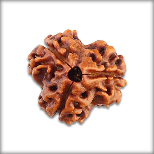 3 Mukhi Rudraksha