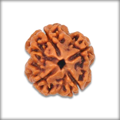 4 Mukhi Rudraksha