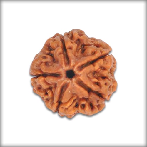 5 Mukhi Rudraksha