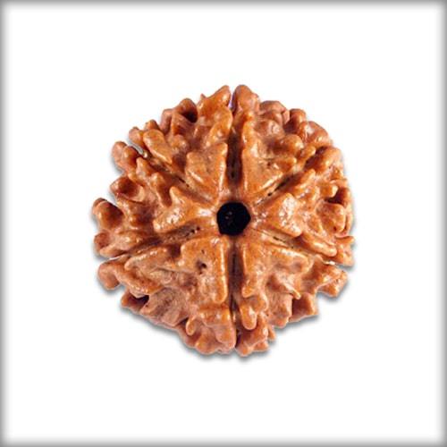 6 Mukhi Rudraksha