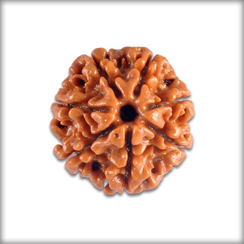 7 Mukhi Rudraksha