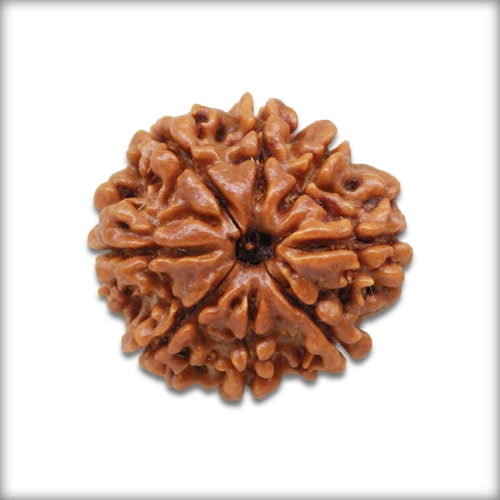 8 Mukhi Rudraksha