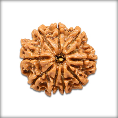 9 Mukhi Rudraksha