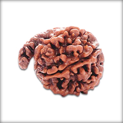 Ganesh Rudraksha