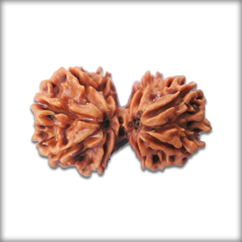 Gauri Shankar Rudraksha