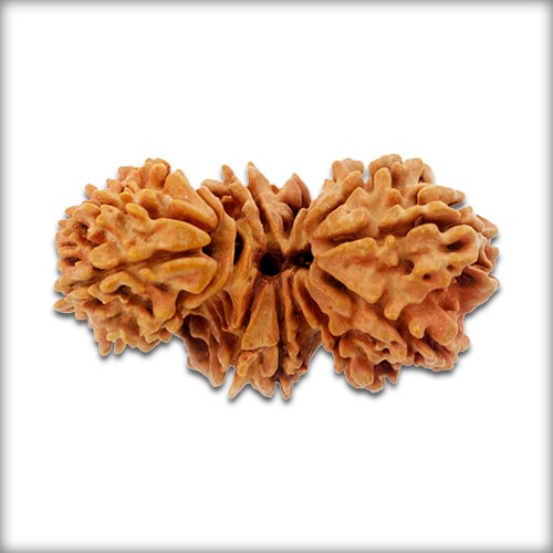 Trijuti Rudraksha