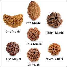 Rudraksha