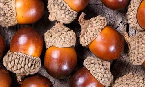 Acorn