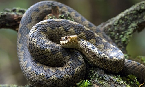 Adder