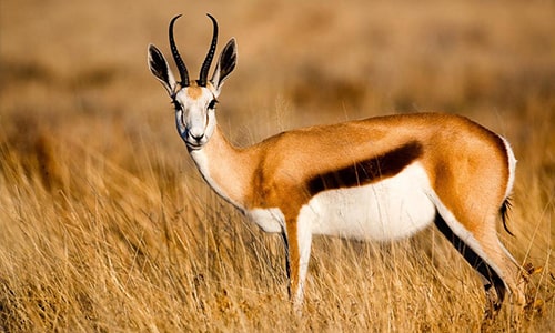 Antelope