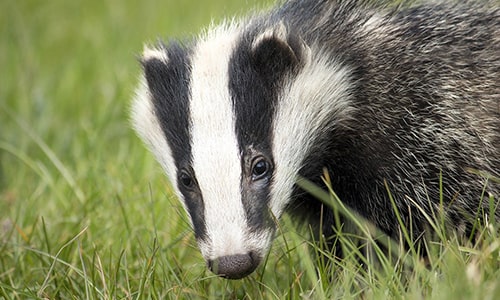 Badger