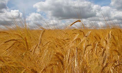 Barley Field