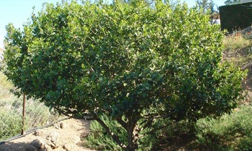 Bay Tree
