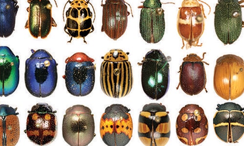 Beetles