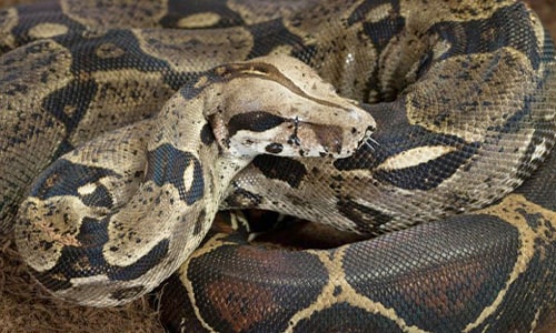 Boa Constrictor