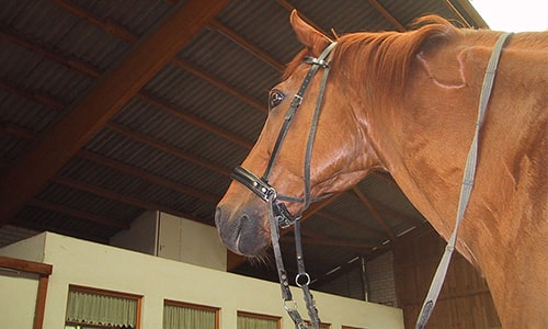Bridle