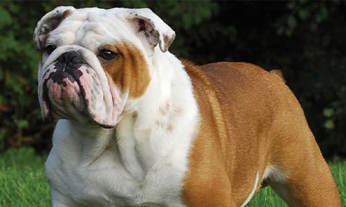 Bulldog