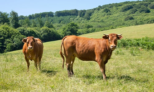 Cattle