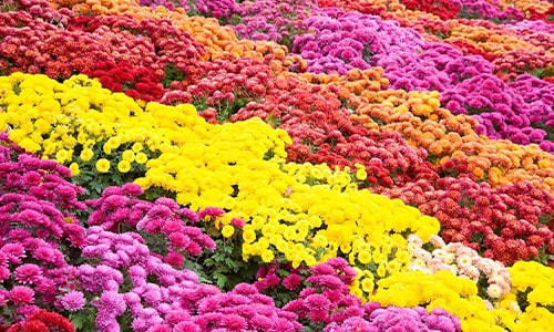 Chrysanthemum