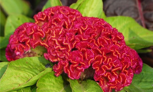 Coxcomb