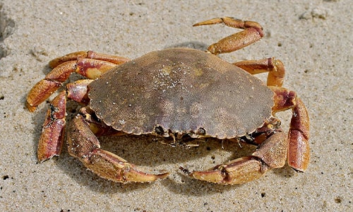 Crabs