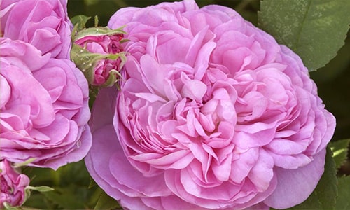 Damask Rose