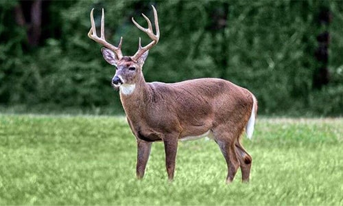 Deer