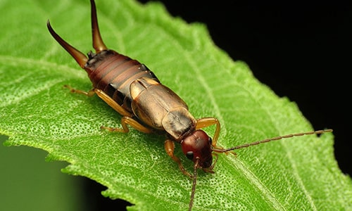 Earwig