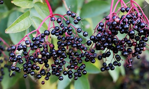 Elderberries
