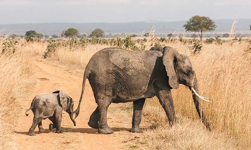 Elephant