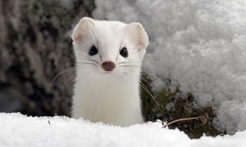 Ermine