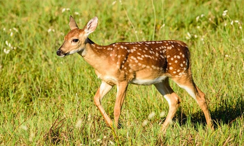 Fawn