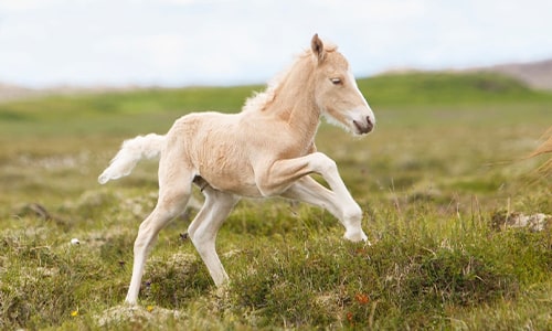 Foal