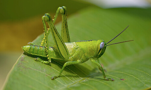 Grasshopper