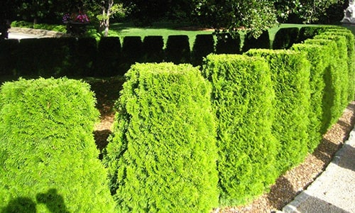 Hedges