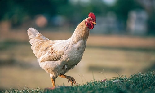 Hen