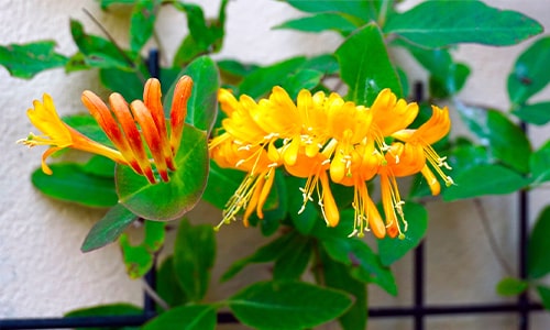 Honeysuckle