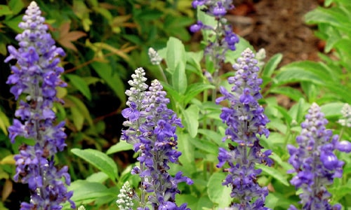 Hyssop